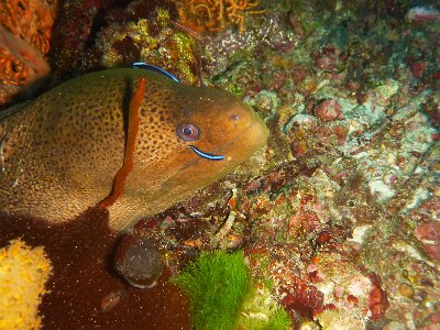 Nov 23, 2014 - Island No. 9, Xmas Point, Similan Islands